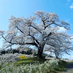 桜の季節