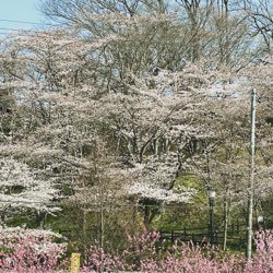 骨折36日目