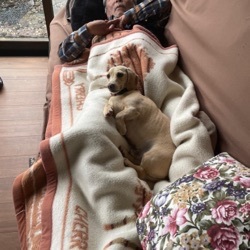 看板犬の様子