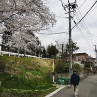 お散歩と桜