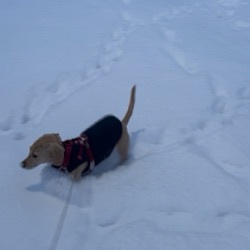 雪降りましたね