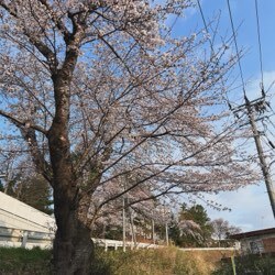 桜咲いてました