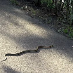 蛇さんに遭遇