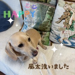 看板犬洗いました
