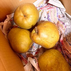 ラフランスの季節